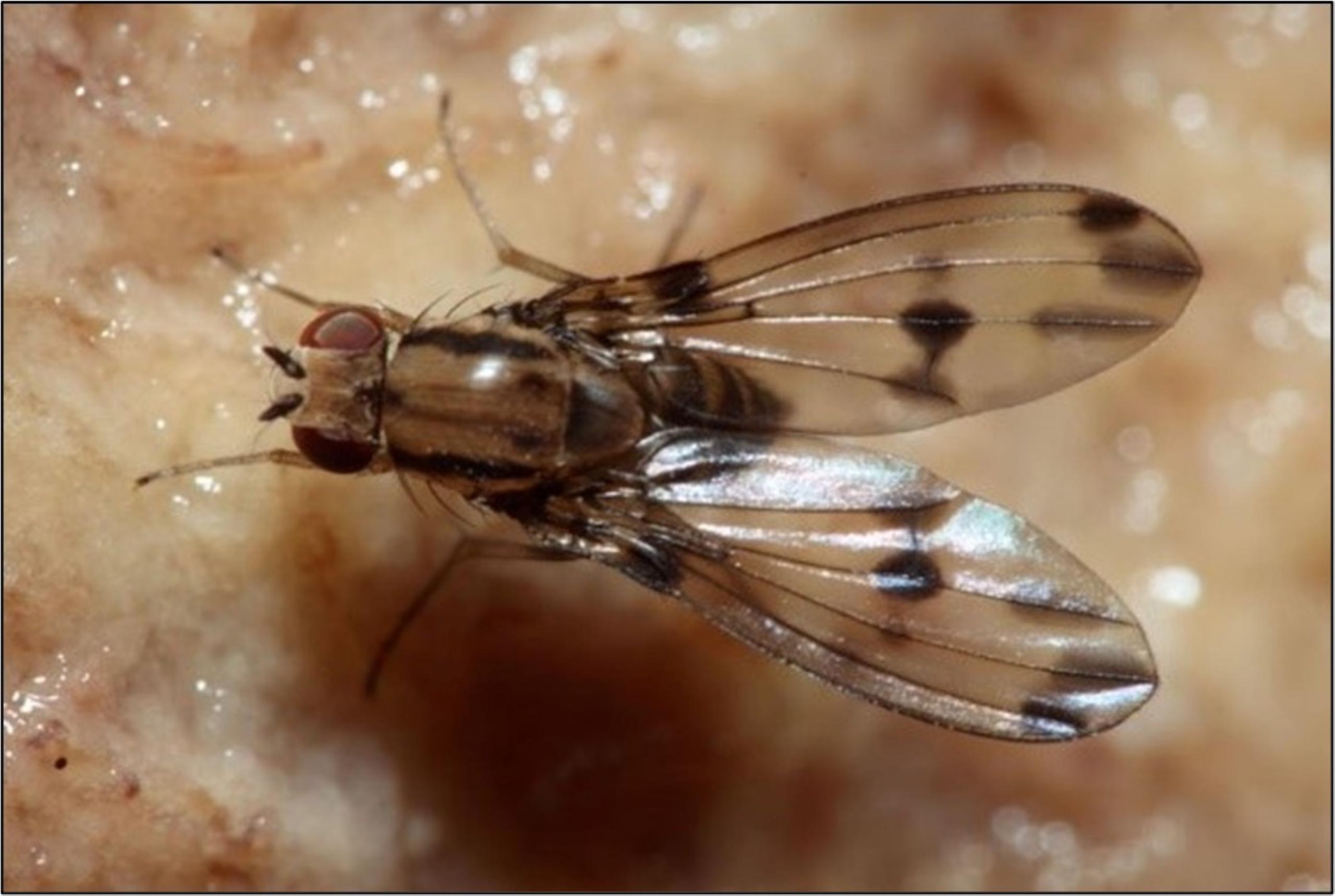 Hawaiian picturewing fly (Drosophila digressa) by Dr. Karl Magnacca